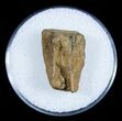 Real Triceratops Shed Tooth From Montana #3893-1